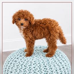 Goldendoodle Puppies from We R Mini Doodles