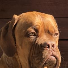 Dogue de Bordeaux All Grown Up from Robin Newland's Dogue de Bordeaux Puppies