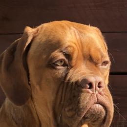 Dogue de Bordeaux All Grown Up from Robin Newland's Dogue de Bordeaux Puppies