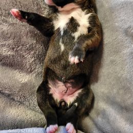 Boxer Puppies from Winchester Boxers