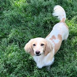 Emilia - Dachshund