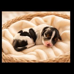 Porche - Tri-color female Cavapoo puppy in Battle Lake, Minnesota from Panda Puppies
