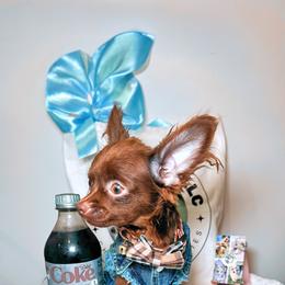 Chihuahua Puppies from Petite Pups LLC