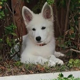 Berger Blanc Suisse Puppies from Absolute Dream White Swiss Shepherds