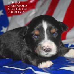 Athena - Black tri female Miniature Australian Shepherd puppy in Patterson, North Carolina from DreamLine Aussies