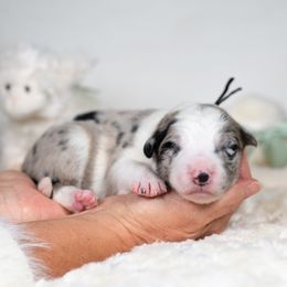 Cosmos - Blue merle male Border Collie puppy in Conway, Missouri from 2J 2K Border Collies | Maremma Sheepdogs