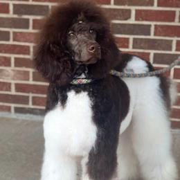 Lemon - Poodle