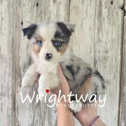 Luke - Blue merle male Miniature Australian Shepherd puppy in Dowagiac, Michigan from Wrightway Wigglebutts