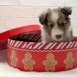 Pumpkin - Sable and white female Shetland Sheepdog puppy in Zephyrhills, Florida from Highland Shelties & Aussies