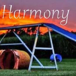 Border Collie puppies from First Harmony Farms