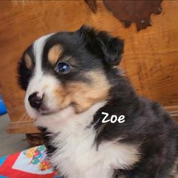 Zoe - Black tri female Miniature Australian Shepherd puppy in Waxhaw, North Carolina from Cane Creek Aussies
