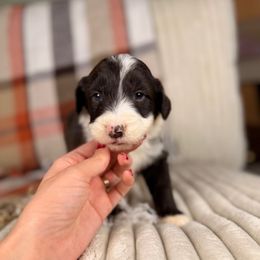 Donner - Brown and white male Aussiedoodle puppy in Sweetwater, Florida from Sandy Snout Doodles