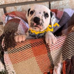 Firefly - White and black female Dalmatian puppy in Melrose, New Mexico from ECMO Farm Dalmatians & Labrador Retrievers