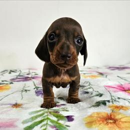 (Teeny) chocolate and tan male - Chocolate and tan male Dachshund puppy in Belle Rive, Illinois from Akin's Miniature Dachshunds, LLC