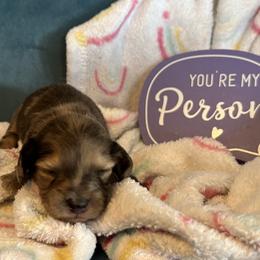 Pluto - Cream male Dachshund puppy in Hudson, Michigan from Mittentail Kennel Miniature Dachshunds & Australian Shepherds