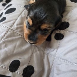 Girl 2 - Black and cream female Dachshund puppy in Williamstown, New Jersey from Jersey's Blue Moon Doxies