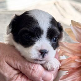 Girl B - Blue and white female Chihuahua puppy in Chino Valley, Arizona from Lane’s Little Longhairs