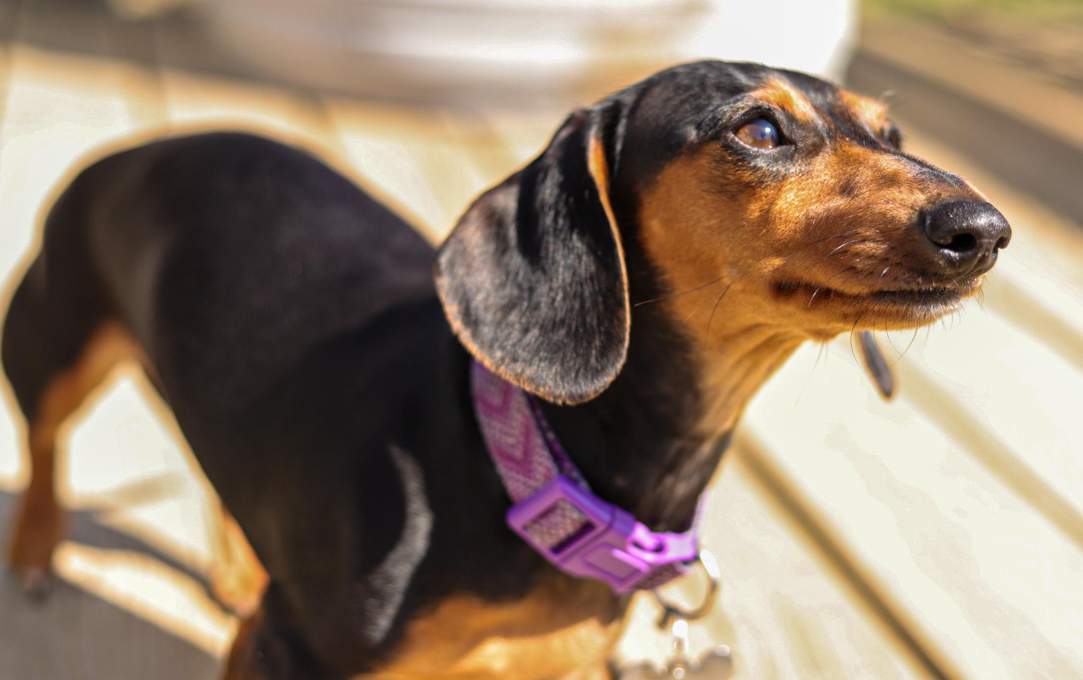 Miniature Alphas Dachshunds in Ohio Dachshund puppies Good Dog