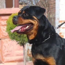 Della - Rottweiler
