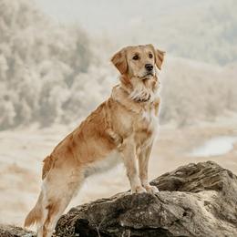 Teva - Golden Retriever