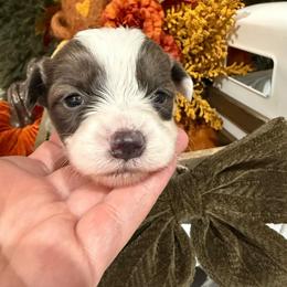 Ash - Blue male Pembroke Welsh Corgi puppy in Paxton, Illinois from McGovern Family Corgis