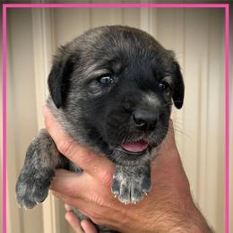 Pink - Brindle female Anatolian Shepherd Dog puppy in Clark, Wyoming from Fyne Acres