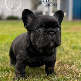 Game of Thrones Khal Drogo - Black and tan male French Bulldog puppy in Salem, Oregon from Toy House Frenchies
