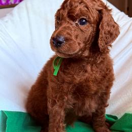 Adore - Red  male Poodle puppy in Mount Vernon, Illinois from AMC Poodles