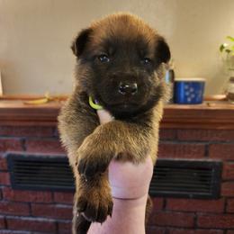 Wasabi - Sable male German Shepherd puppy in Hope, Idaho from Fyrestorm Shepherds