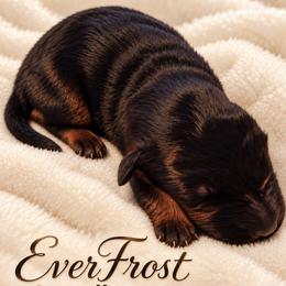 EverFrost - Black and red male German Shepherd puppy in Vintondale, Pennsylvania from Causey's Critters