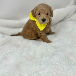 Maltipoo Puppies from Piper N Penny