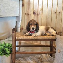 AKC Meet Jasper :) - Piebald male Dachshund puppy in Centerville, Iowa from Barnyard Dachshunds, Dals & Doodles