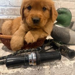 Scout - Dark golden male Golden Retriever puppy in Rexburg, Idaho from Teton View Golden Retrievers