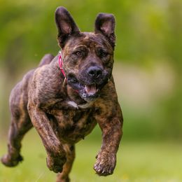 Boerboel All Grown Up from Romboel Farm Dogs