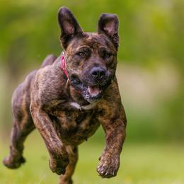 Boerboel All Grown Up from Romboel Farm Dogs
