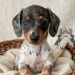 Grace - Piebald female Dachshund puppy in Mesquite, Texas from 208 Dox Dynasty