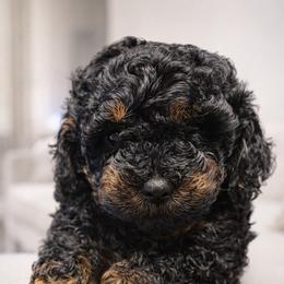 Madison - Phantom female Poodle puppy in Pompano Beach, Florida from Quality Care Poodles