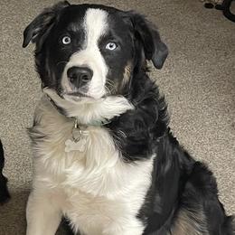 Elvis - Australian Shepherd