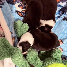 Kenney - Black tri-color male Australian Shepherd puppy in Celina, Tennessee from CumberlandRidge Australian Shepherds