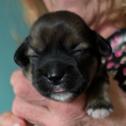 Gretchen - Brindle female Lhasa Apso puppy in Fort Worth, Texas from Cynthia's Lhasa Apsos