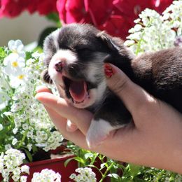 Basset Hound and Pembroke Welsh Corgi Puppies from Northstar Corgis and Basset Hounds