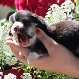 Basset Hound and Pembroke Welsh Corgi Puppies from Northstar Corgis and Basset Hounds