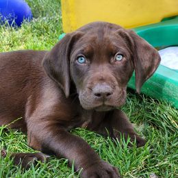 Labrador Retriever Puppies from Labs of Cottonhollow