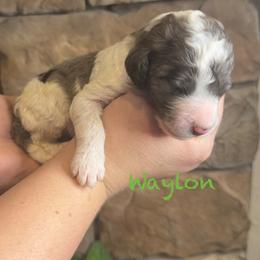 Waylon - Merle male Goldendoodle puppy in Sanderson, Florida from Serenity Goldendoodles