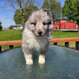 Bi Blue Girl - Blue merle and white female Shetland Sheepdog puppy in Lenox, Iowa from Crossroad shelties