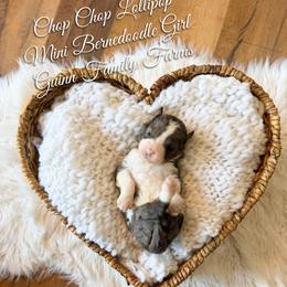 Chop chop lollipop - Merle female Bernedoodle puppy in Grove, Oklahoma from Guinn Family Farms