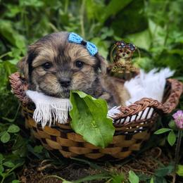 Thistle - Black and gold male Morkie puppy in Barren Springs, Virginia from Seeking Shalom Acres Maltese, Maltipoos & Havamalts