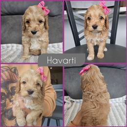 Havarti - Red female Cockapoo puppy in Zanesville, Ohio from Southtown Doodles LLC