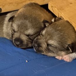 Boy 2 - Gray male Swedish Vallhund puppy in Minnesota from Maena Swedish Vallhunds