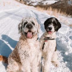 Saint Berdoodles from M&M Saint Berdoodles